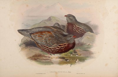 Lerwa nivicola = Lerwa lerwa by John Gould